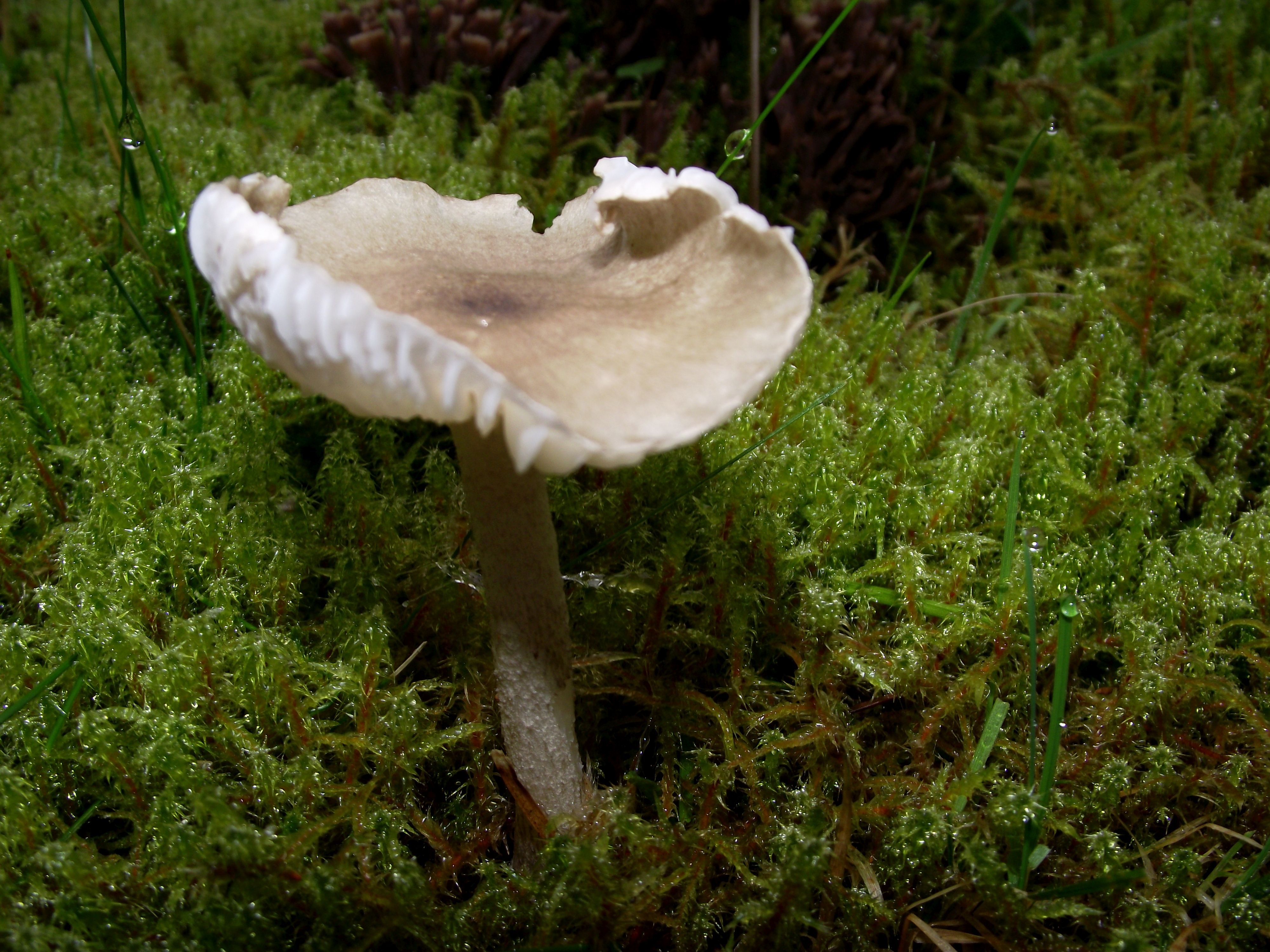 Schwarzpunktierter Schneckling